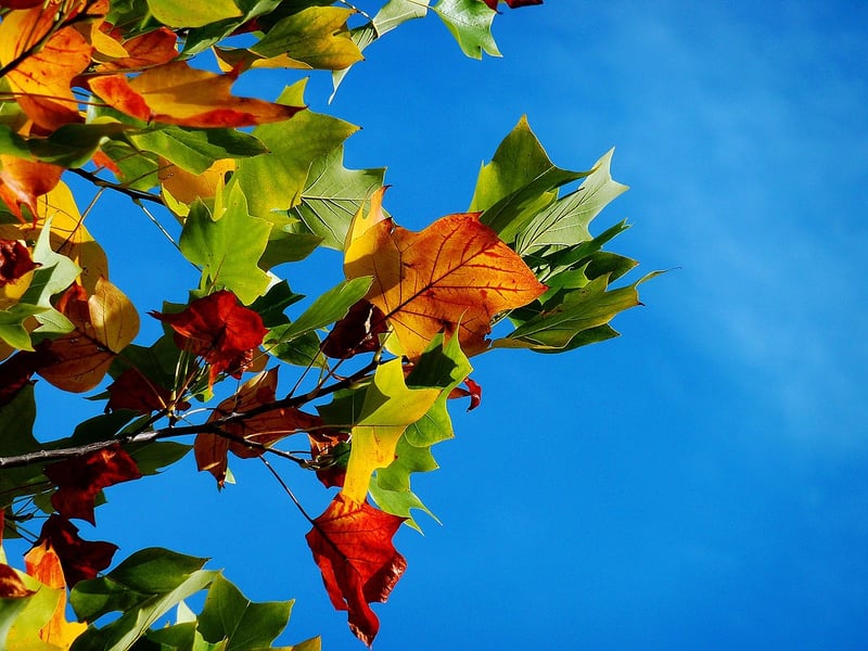 Pruning Guide
