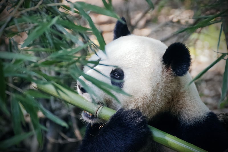 Bamboo