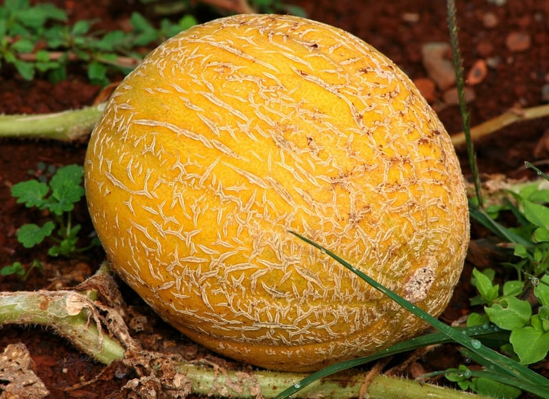 Melons